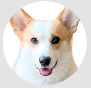 Toffee — Customer Service Representative, Airmotion Inc.