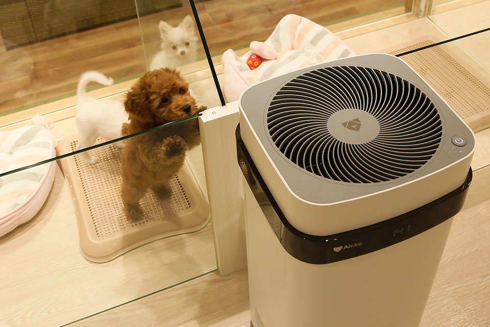 Pet Plus Kawasaki store with Airdog